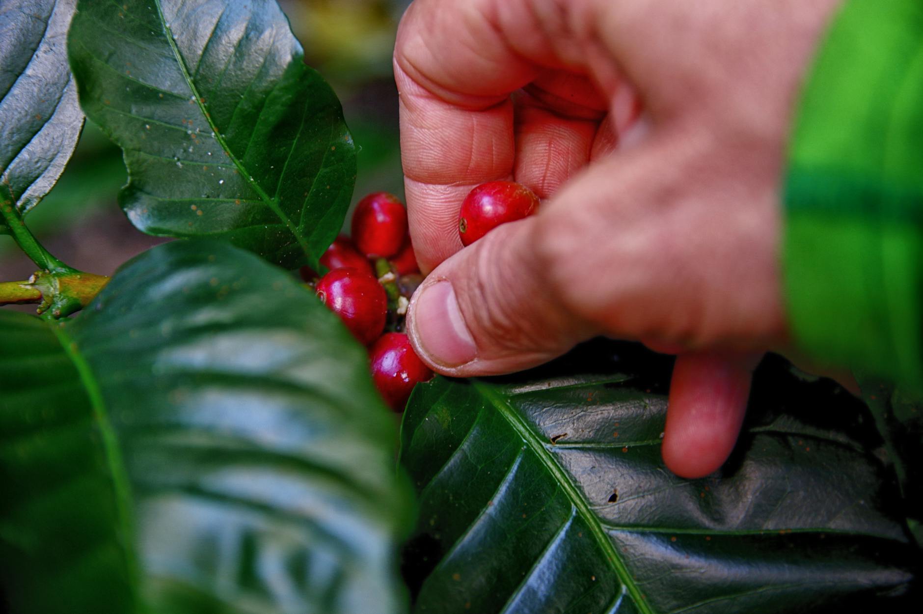 person picking coffee beans