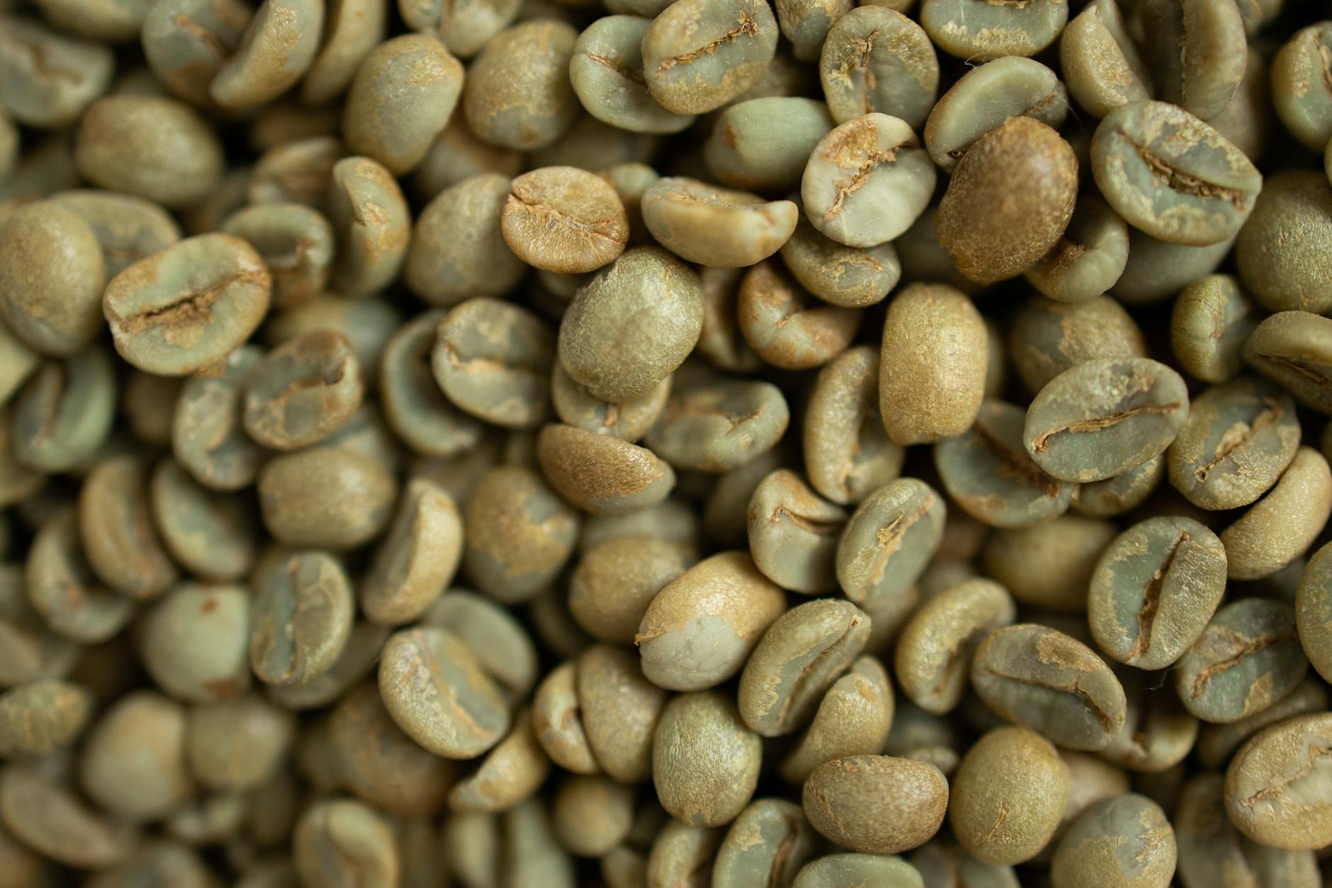 close up shot of green coffee beans